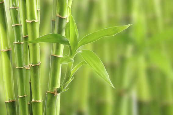 bambú-material-construcción